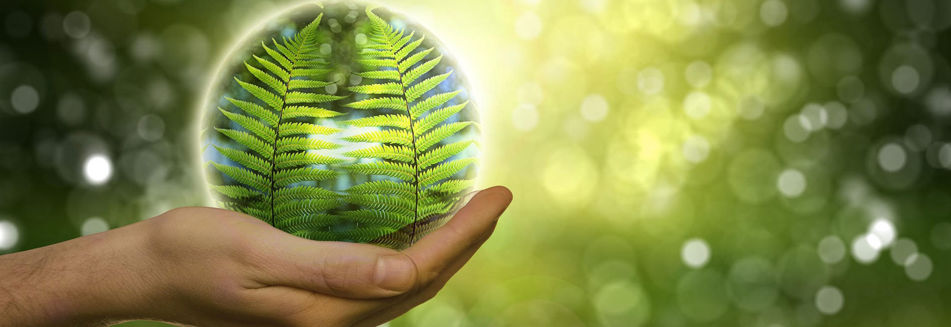 Banner image of hand holding green leaves